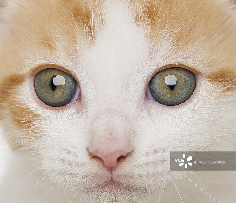 小猫特写图片素材