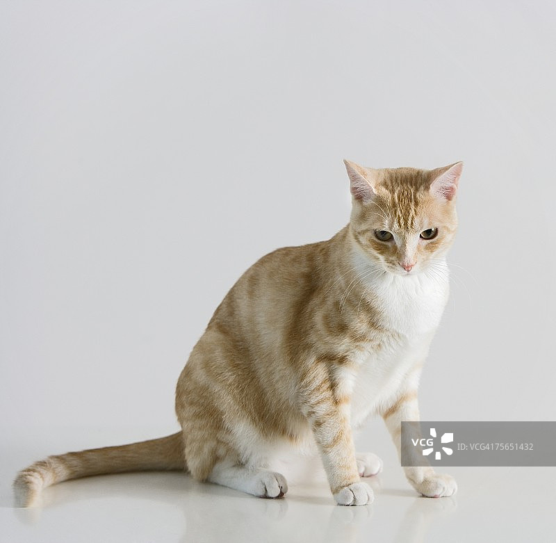 猫的摄影棚照片图片素材
