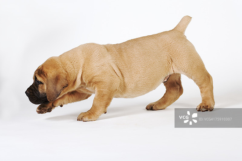 南非獒犬（犬属）图片素材