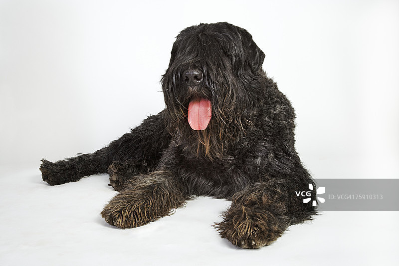 佛兰德牧牛犬图片素材