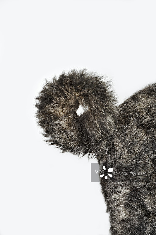 佛兰德牧牛犬图片素材