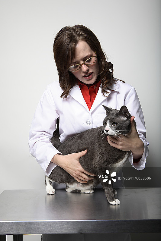 女兽医在检查台上抱着灰猫图片素材