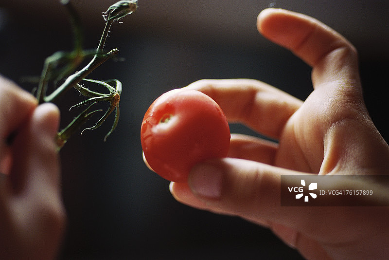 孩子的手从藤上摘番茄图片素材