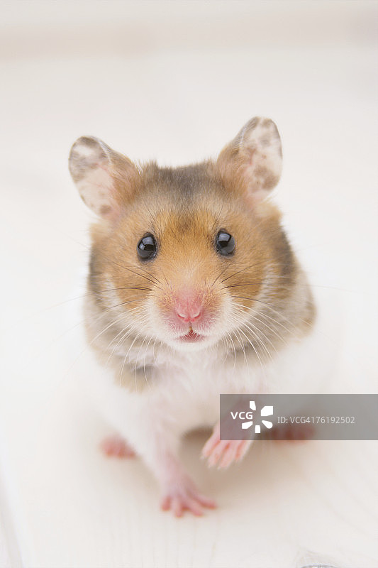 站立的金色仓鼠图片素材