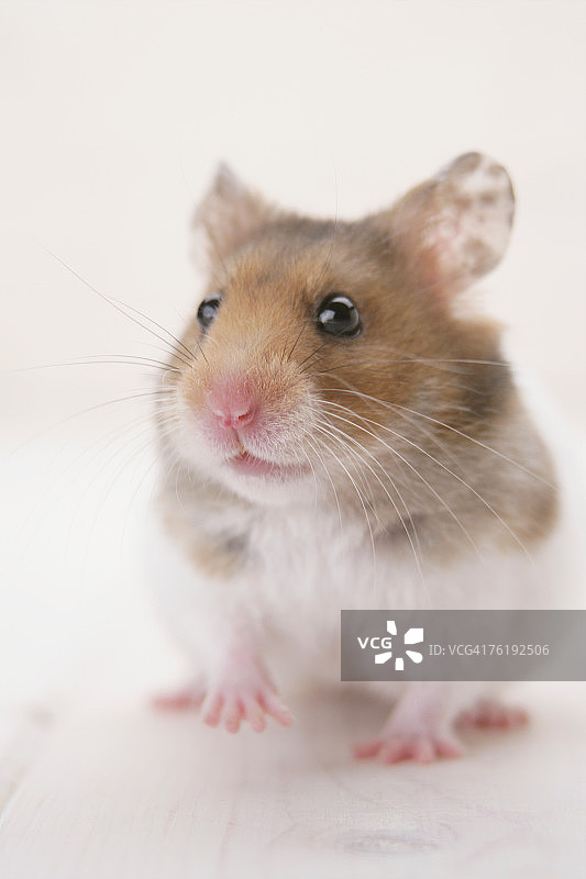 站立的金色仓鼠图片素材