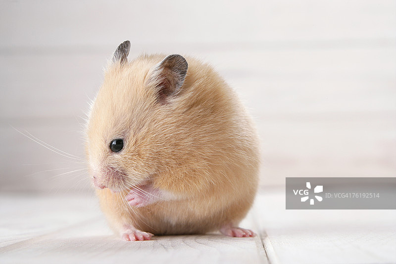 金色仓鼠图片素材