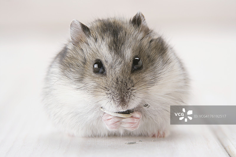 正在吃东西的准噶尔仓鼠图片素材