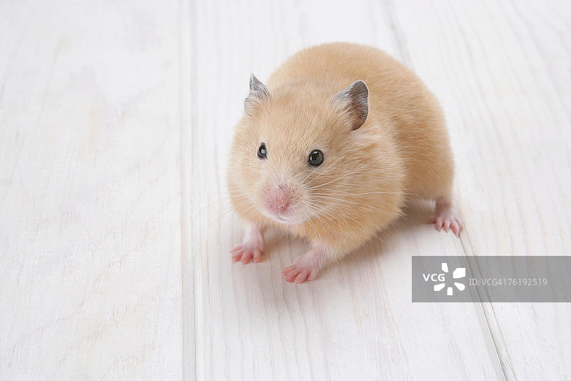 金色仓鼠图片素材