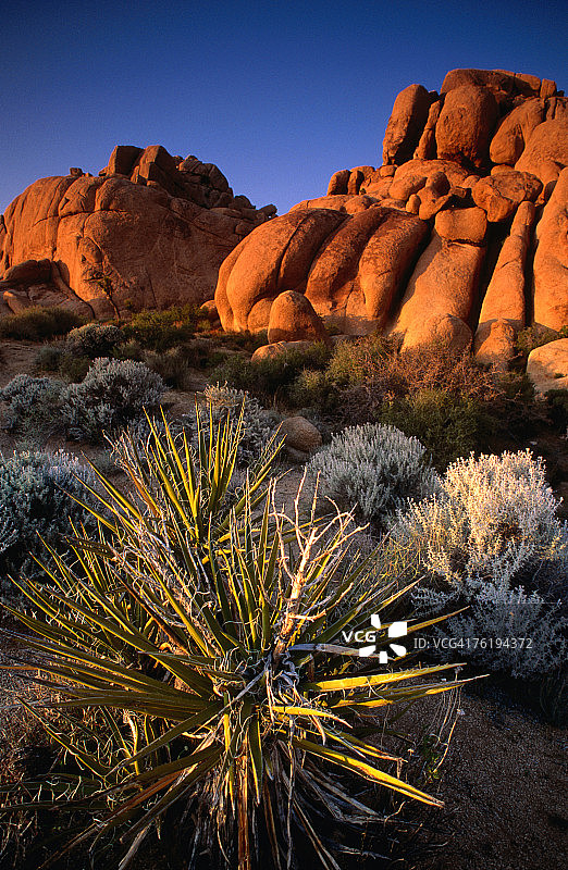 约书亚树国家公园隐藏的山谷，美国加利福尼亚州图片素材