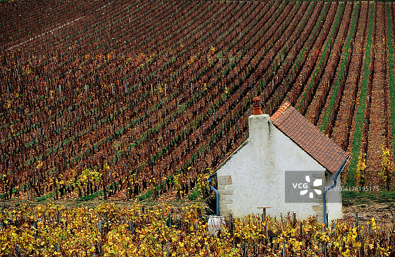 勃艮第博讷丘的秋季葡萄园和农舍图片素材