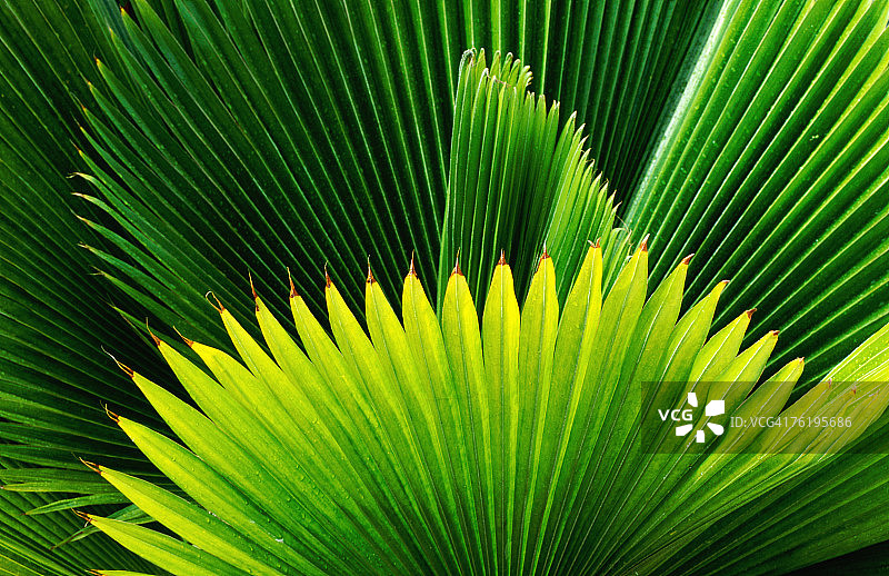 Windjammer Landing Villas的棕榈树图片素材