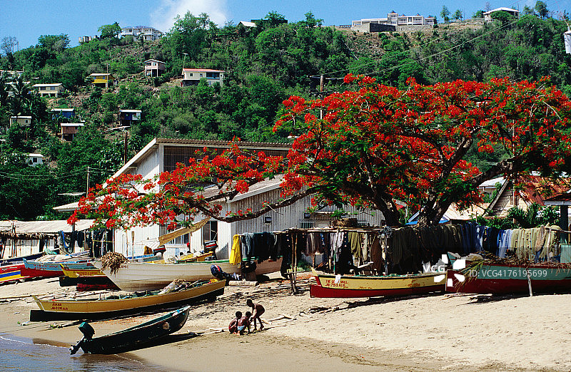 安斯拉雷的凤凰木海滩图片素材