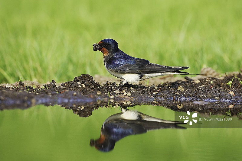 家燕，雌性从水池边收集筑巢材料，苏格兰图片素材
