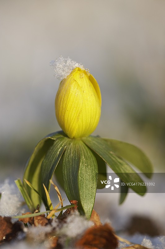 苏格兰冬季乌头花破雪而出图片素材