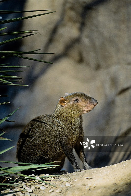 刺豚鼠，动物园动物图片素材