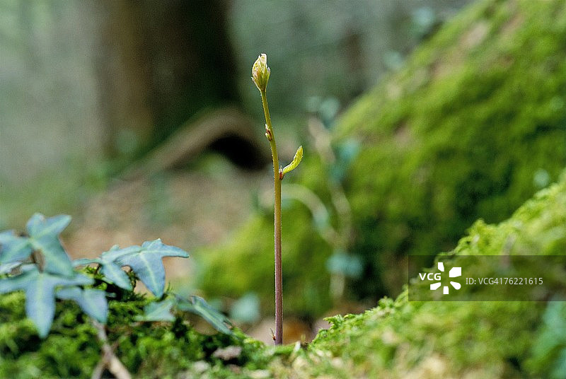 欧洲无梗花栎的生长周期（英国威尔士中部）图片素材