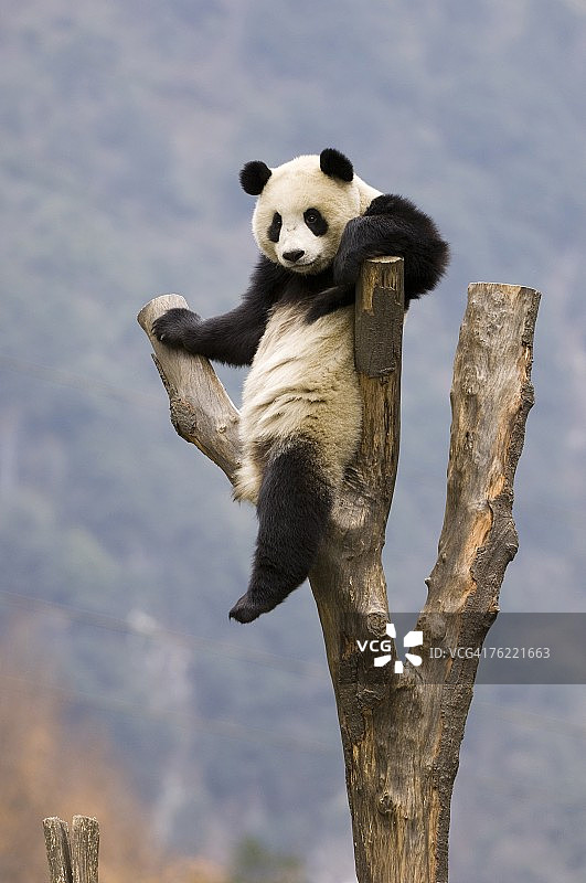 大熊猫，学名：Ailuropoda melanoleuca，成年个体在树上，卧龙大熊猫研究中心，卧龙国家级自然保护区，中国，圈养图片素材