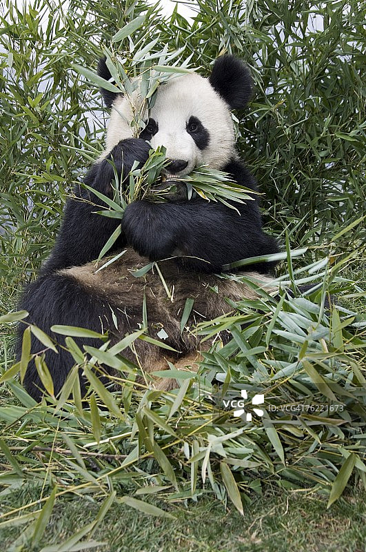 大熊猫在卧龙大熊猫研究中心食用竹子（圈养）图片素材