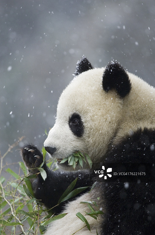 卧龙大熊猫研究中心雪中吃竹子的大熊猫图片素材