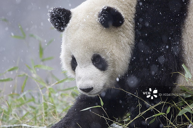 卧龙基地雪中觅食的大熊猫图片素材