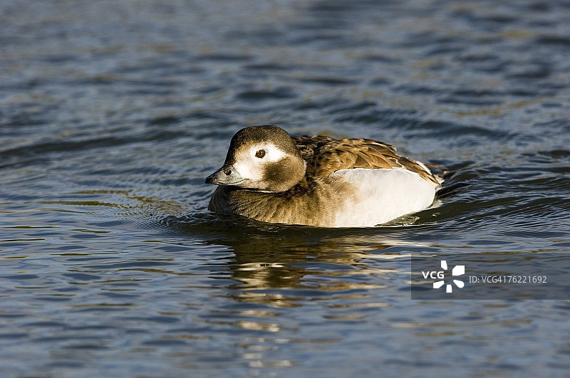 长尾鸭（Clangula hyemalis），成年雌性，在水中，英国诺福克图片素材