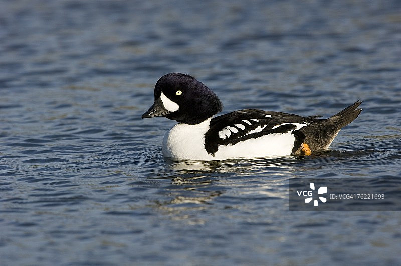 英国诺福克郡水面上圈养的成年雄性鹊鸭(Bucephala islandica)图片素材