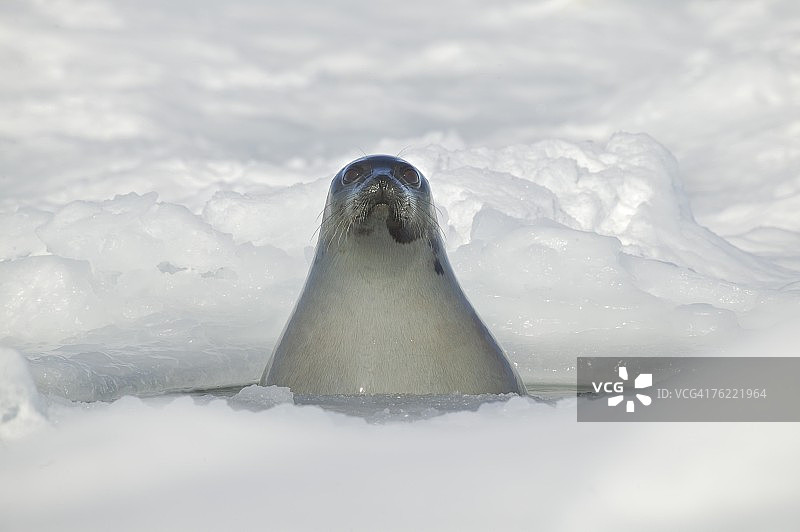 格陵兰海豹在加拿大圣劳伦斯海湾的呼吸孔中窥视图片素材