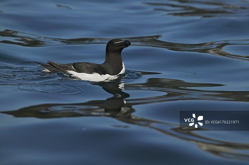 英国水域中的 razorbill (Alca torda)图片素材