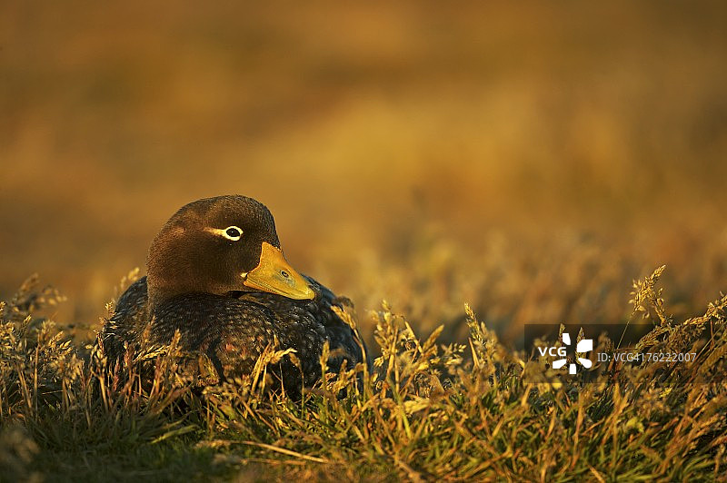 在傍晚的阳光下休息的麦哲伦海鸭，福克兰群岛图片素材