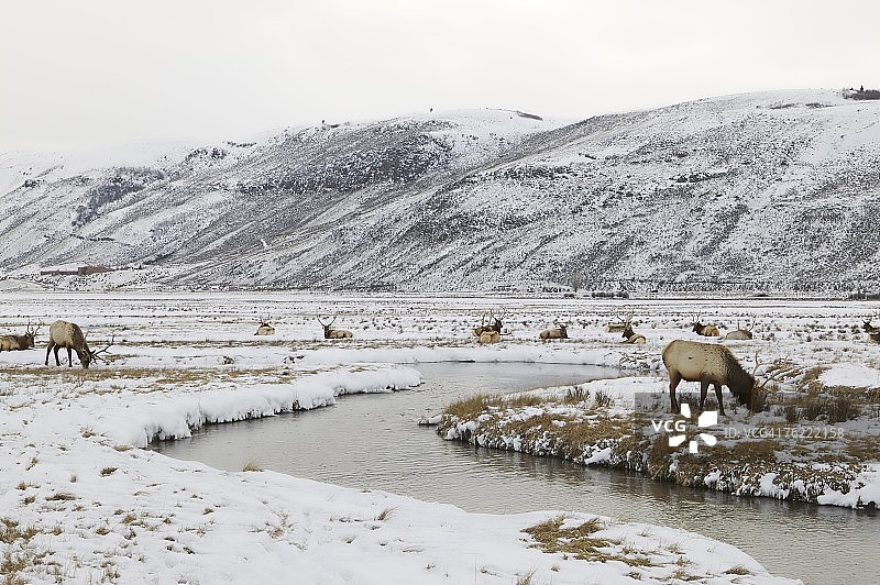 麋鹿（加拿大马鹿），美国怀俄明州大提顿国家公园图片素材