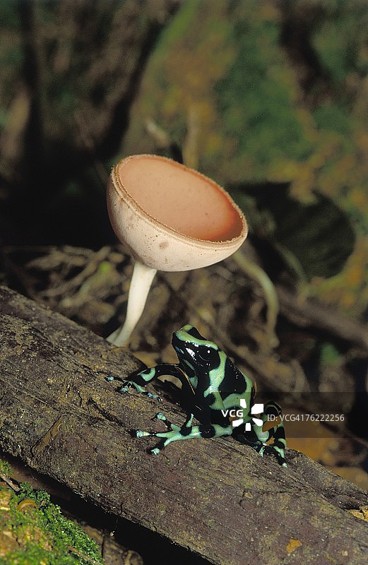 金色箭毒蛙，哥斯达黎加图片素材