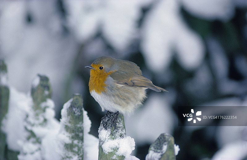 雪地里的知更鸟，英国伦敦汉普斯特德西区图片素材