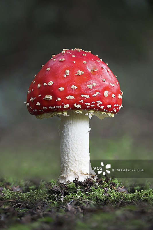 毒蝇伞蘑菇（英国德文郡）图片素材