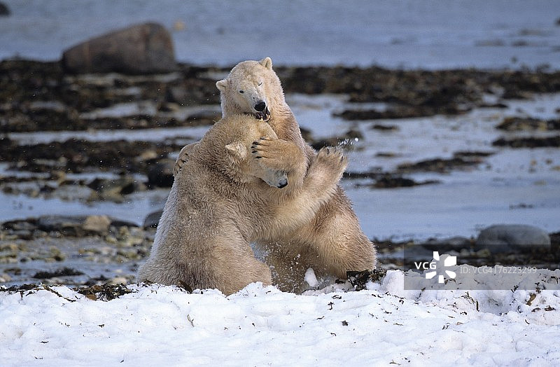 加拿大马尼托巴省丘吉尔的北极熊（Ursus Maritimus）幼年雄性嬉戏图片素材