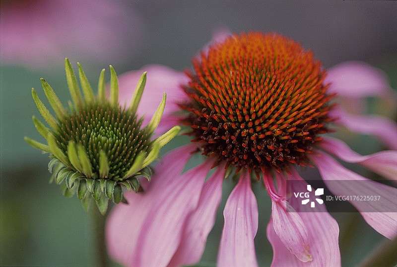 花瓣凋零的紫色松果菊特写图片素材