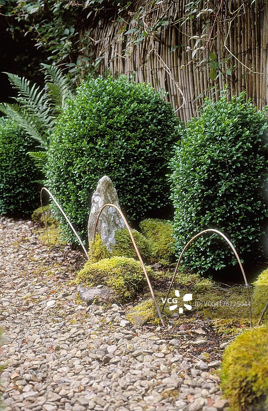 在日本风格花园的小路旁种植的Buxus microphylla，芬奇汉普斯特德，七月图片素材