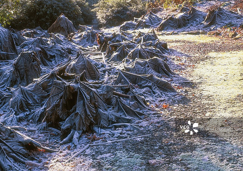 冰霜天气中被切割的大王叶图片素材