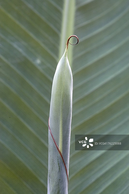日本香蕉，闭合叶子的特写图片素材