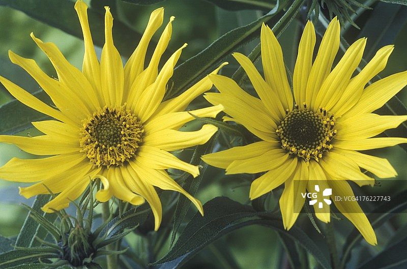 巨型向日葵，九月图片素材