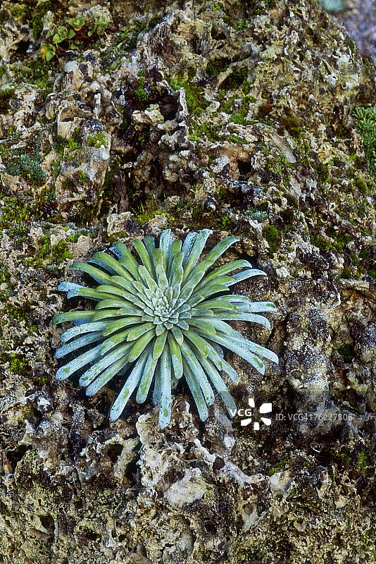 苔藓地钱虎耳草，拍摄于十月图片素材