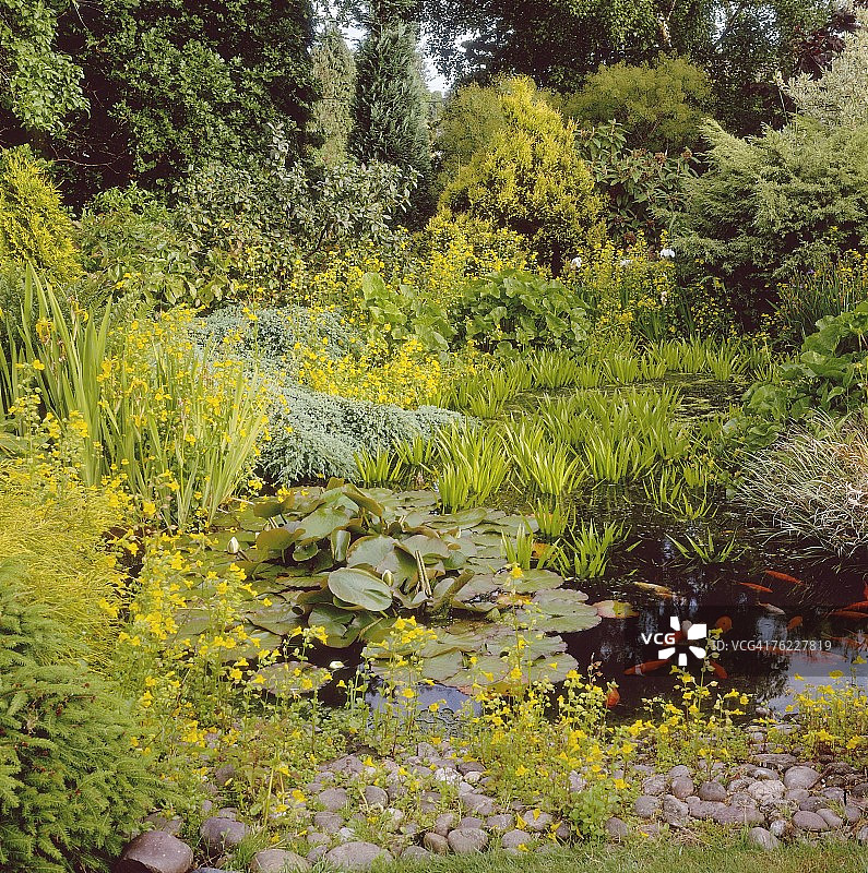 非正式池塘和边缘植物图片素材