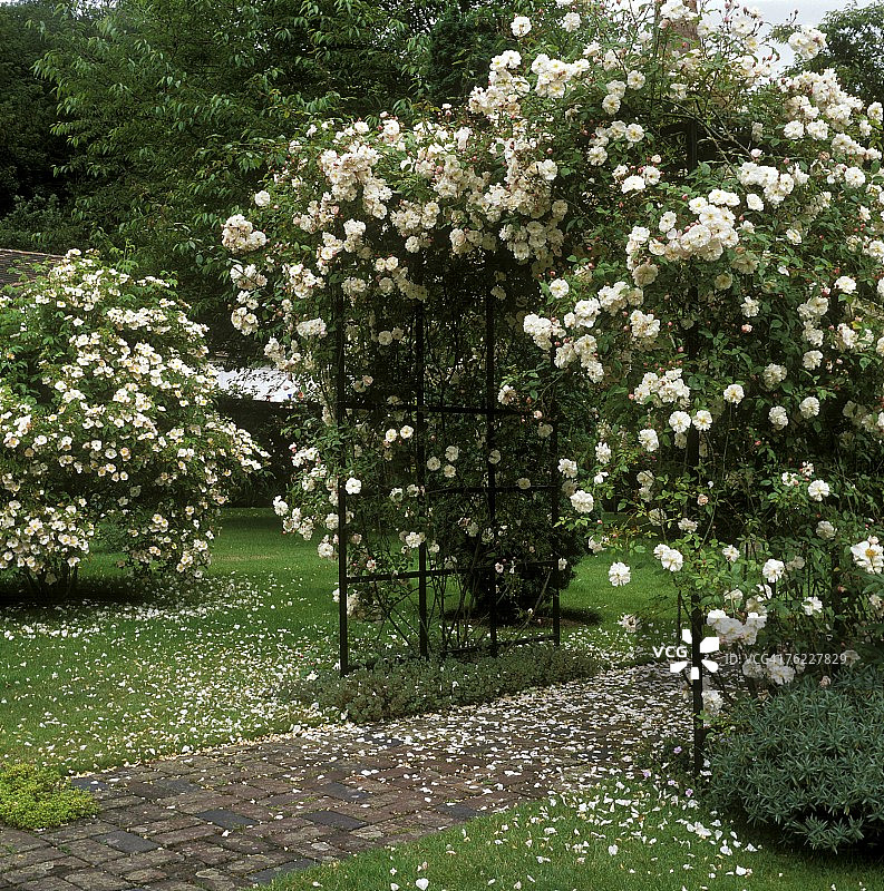 罗莎 - adelaide d orleans（蔓性玫瑰），奶油色花朵，黑色金属拱门，砖砌小路上的落花，白色花园，下层大厅图片素材