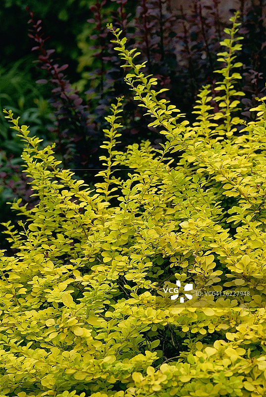 金叶小檗图片素材