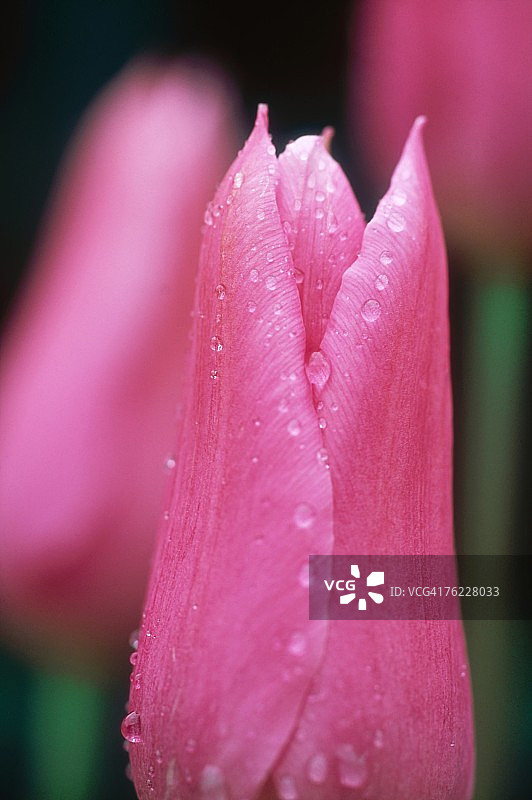 中国粉郁金香，五月图片素材