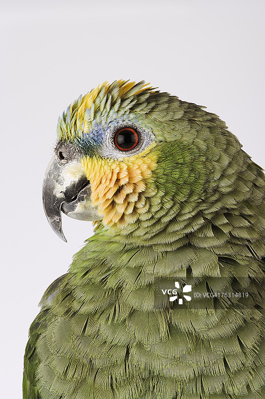 橙翅亚马逊鹦鹉头部特写侧视图图片素材