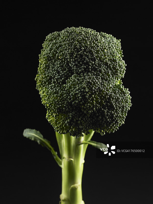 西兰花图片素材