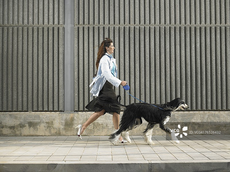 女人在西班牙阿利坎特微风中牵着阿富汗猎犬在人行道上行走图片素材