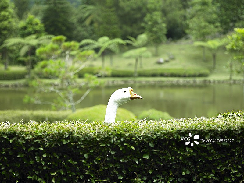 篱笆旁的鹅，背景有池塘图片素材