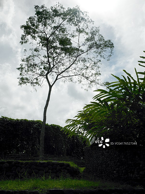 树木在森林图片素材