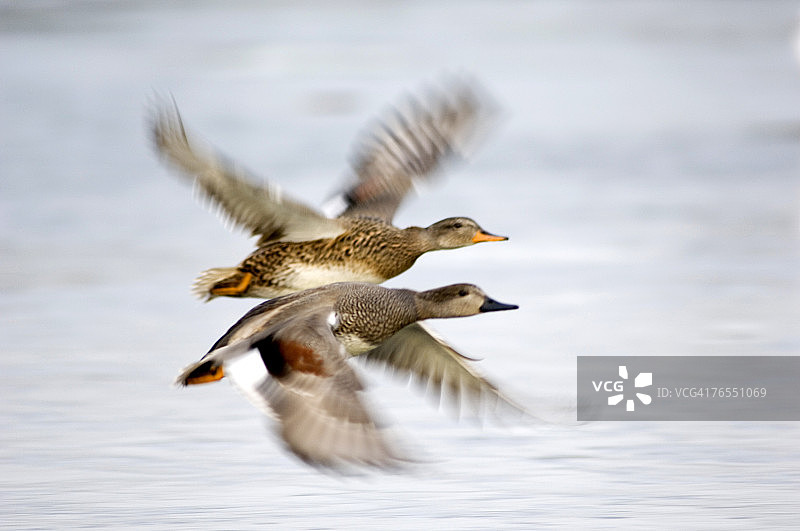 赤膀鸭一对特写图片素材